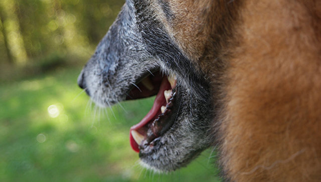 В СФ предложили ввести спецподготовку для хозяев ряда пород крупных собак