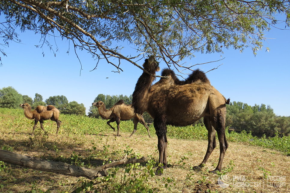 На собственном горбу: как верблюды спасли астраханское село от вымирания