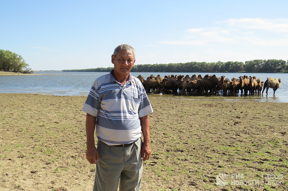 На собственном горбу: как верблюды спасли астраханское село от вымирания