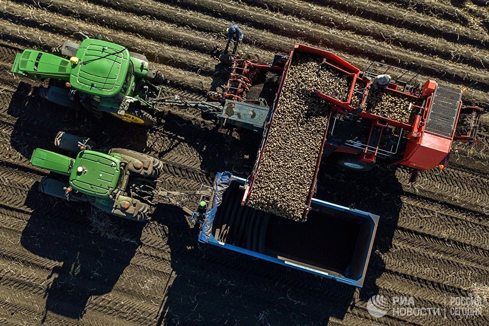 Картофель фри стал российским