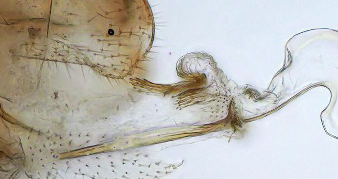 Ученые выяснили, зачем самки насекомых отращивают пенисы