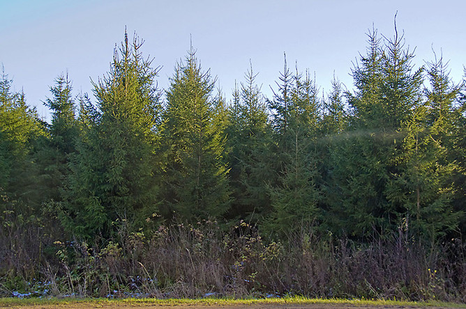 Российские ученые: во время засухи хвойные растения умирают не из-за обезвоживания