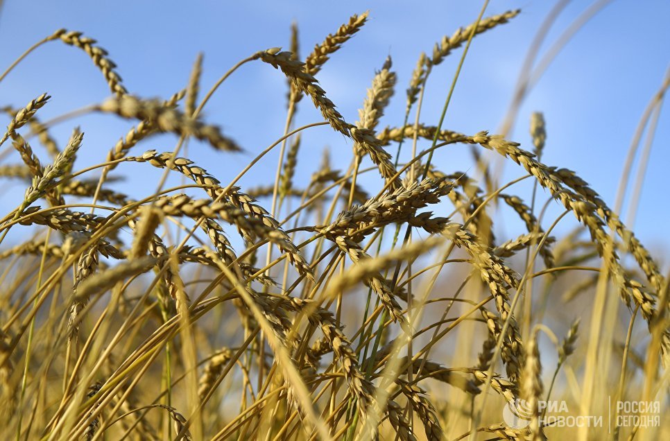 Эхо войны: Трамп заставил американских фермеров уничтожать урожай