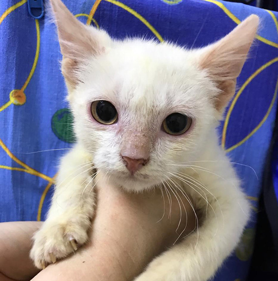 Зачем студентка выложила за котенка с улицы 340 тысяч рублей