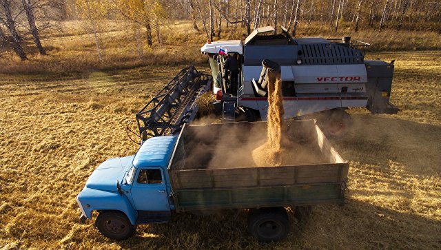 ОЗК выявила беспрецедентное хищение зерна из федерального фонда