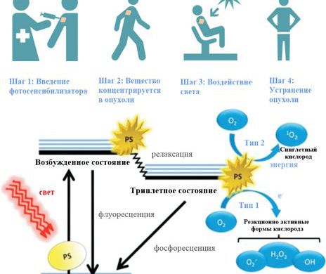 Ученые смоделировали образование активного кислорода на стенке клетки