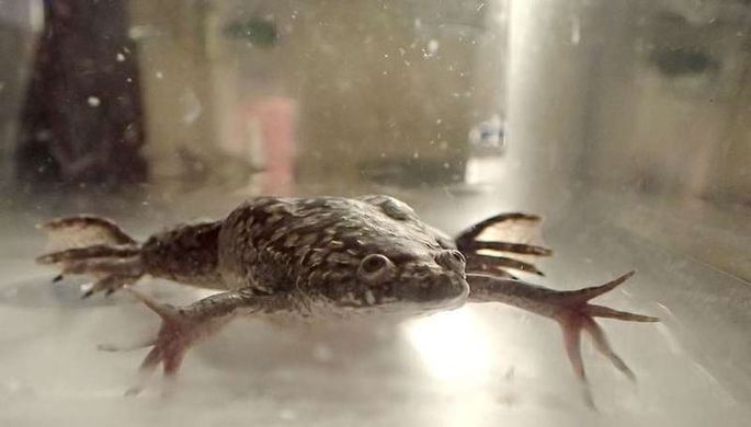 Ученые заставили лягушек отрастить новые ноги