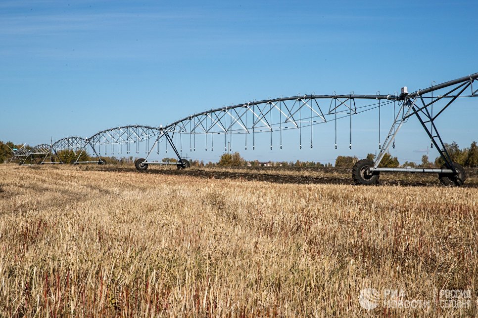 Картофель фри стал российским