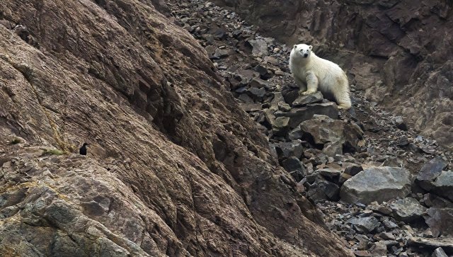 В WWF объяснили, почему белые медведи начали охоту на оленей и мышей