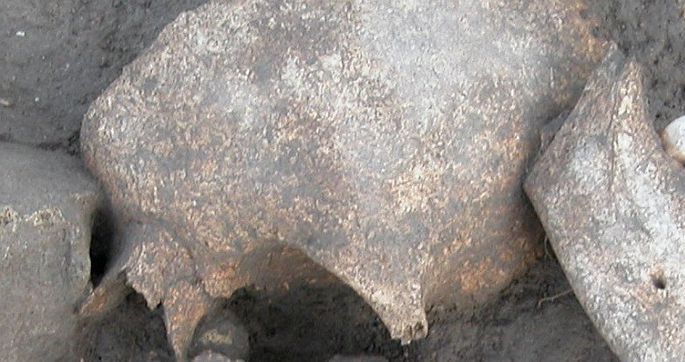 Археологи: галлы бальзамировали головы своих врагов