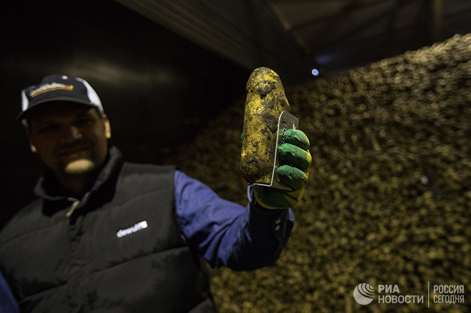 Картофель фри стал российским