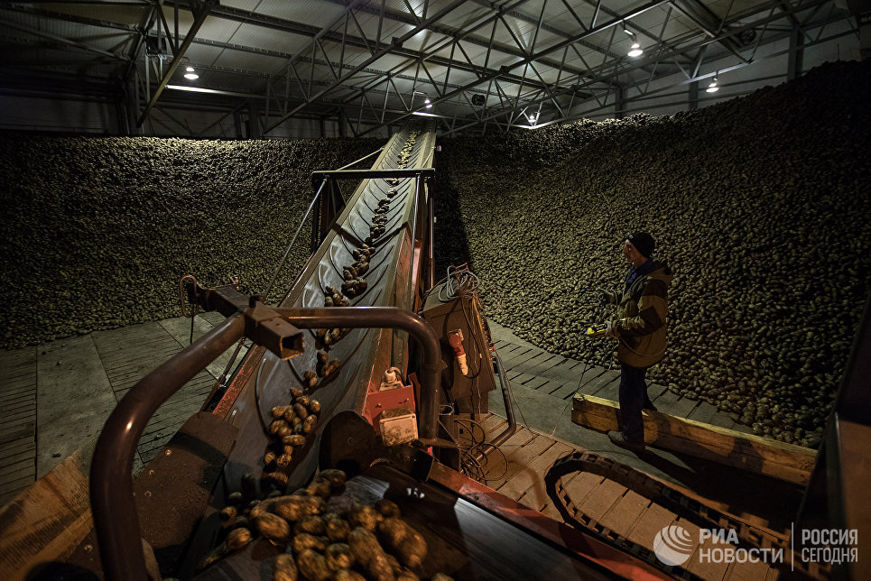 Картофель фри стал российским