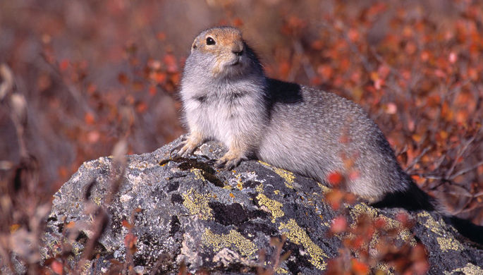 Евражкам на Чукотке пришлось 14 км брести по льду из-за потепления
