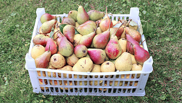 СМИ узнали, как Нидерланды и Бельгия поставляют санкционные груши в Россию