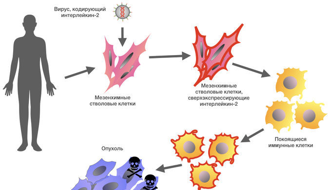 Российские биологи выяснили, как ГМ-стволовые клетки могут повысить иммунитет