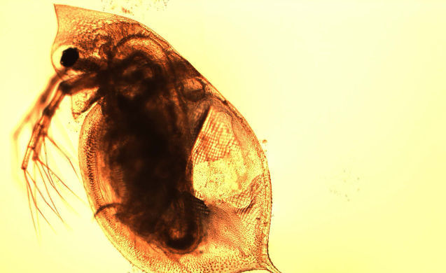 Российские гидробиологи нашли различия в истории расселения микроскопических рачков-дафний