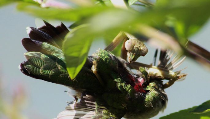 Ученые нашли самую редкую птицу в мире