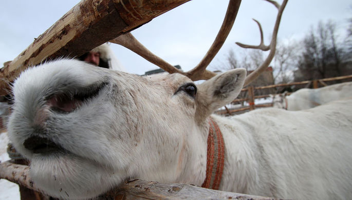 Число северных оленей резко сократилось из-за потепления