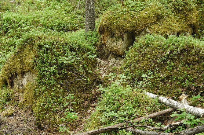 В России предложили следить за экологией с помощью мхов