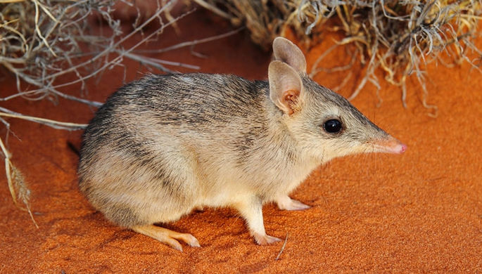 Редких кроличьих бандикутов выпустили в дикую природу в Австралии