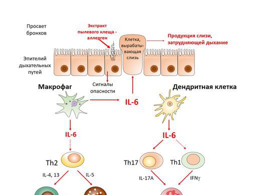 Биологи изучили молекулу, блокировка которой поможет в лечении аллергической астмы