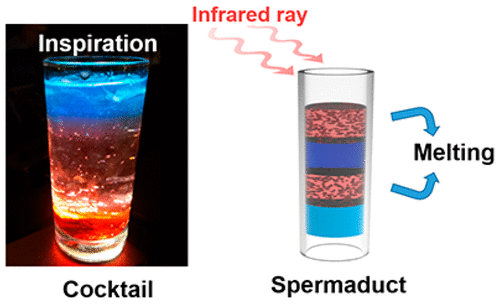 В Китае разработан новый метод мужской контрацепции