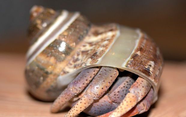 Биологи выяснили, зачем ракам-отшельникам длинные пенисы