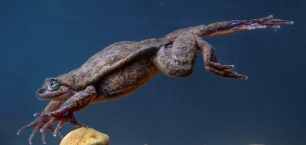 Самая одинокая лягушка в мире обрела пару