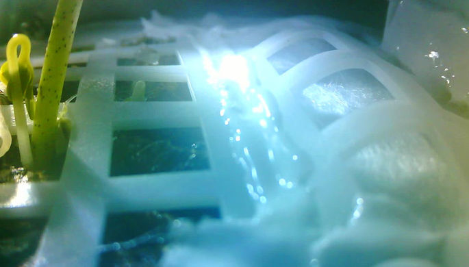 Первые в истории растения на Луне погибли