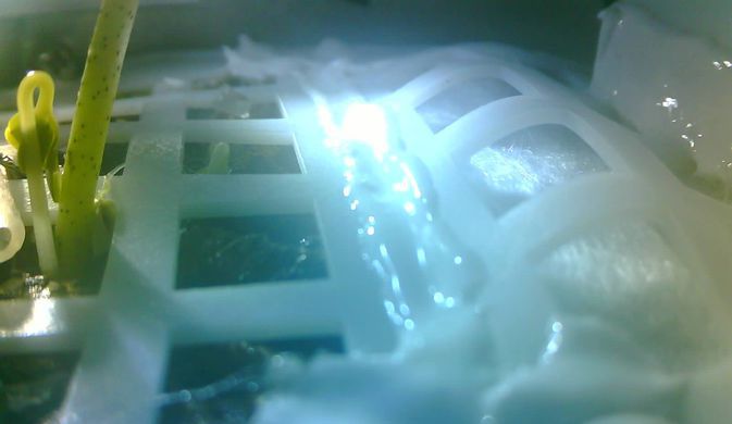 На Луне взошли семена картофеля и хлопка