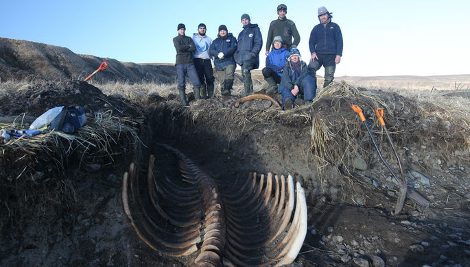 Ученые случайно откопали останки жившей 20 млн лет назад морской коровы