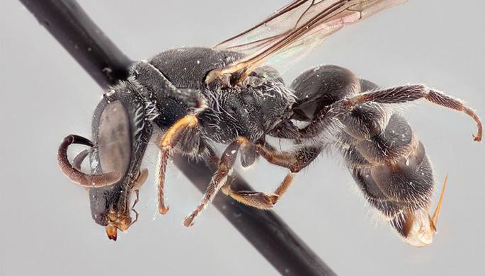 Считавшуюся вымершей самую большую пчелу в мире нашли в Индонезии спустя 38 лет