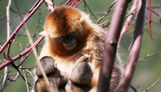 Впервые найдены обезьяны, кормящие грудью чужих детенышей