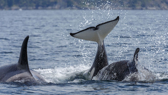 Ученые обнаружили новый вид косаток