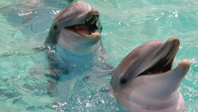 На Украине планируют начать авиаучет дельфинов в Черном море