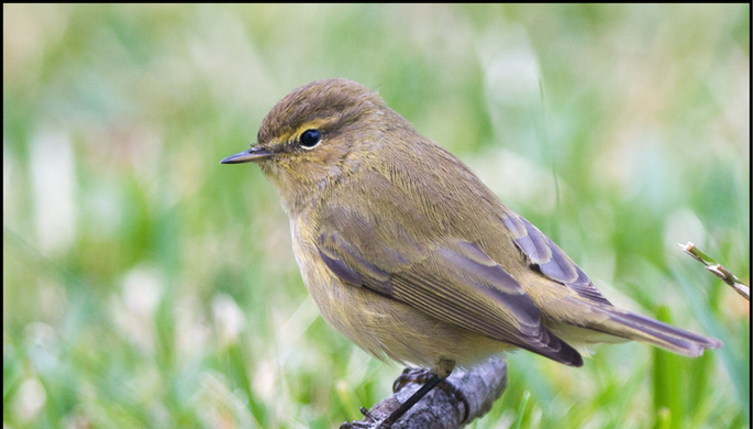 Масштабное исследование генов пеночек-теньковок помогло проследить их эволюцию