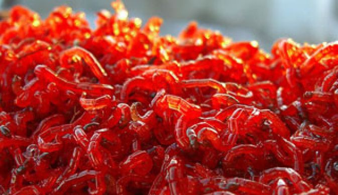 Российские ученые нашли мотыля, который живет в экстремально соленой воде