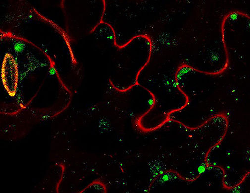 Открыт механизм проникновения ферментов в умирающие клетки растений