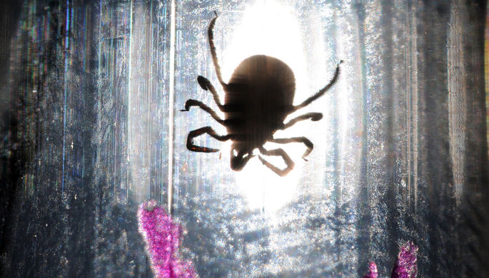 О начале активности клещей предупредили россиян