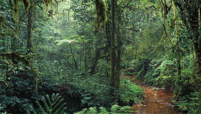 Ученые нашли самое высокое тропическое дерево