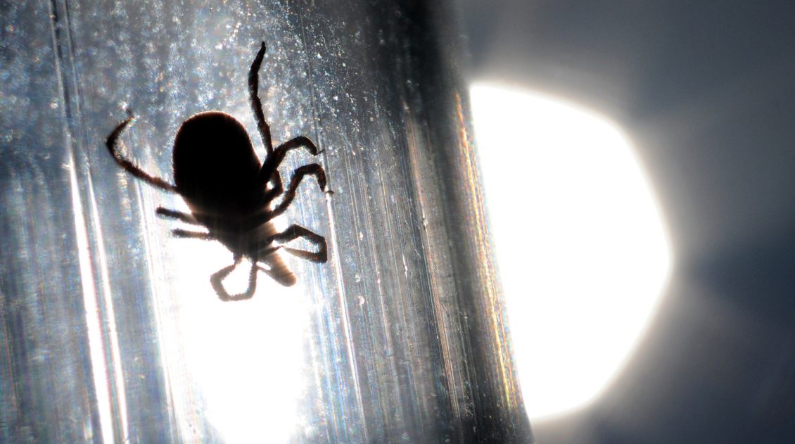 Утверждение о пользе укусов клещей оценили в Роспотребнадзоре