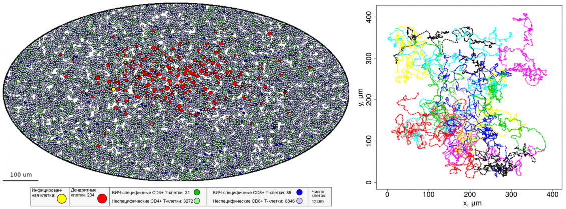 Математики рассчитали, сколько иммунных клеток останавливают развитие ВИЧ