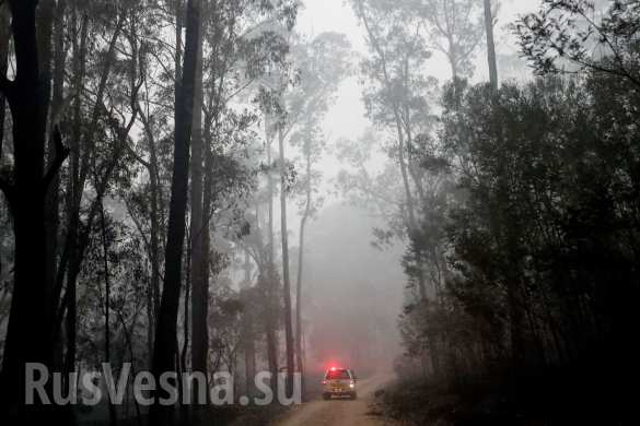 Чудовищные пожары: дым виден из космоса, миллиард животных погиб в Австралии (ФОТО, ВИДЕО)