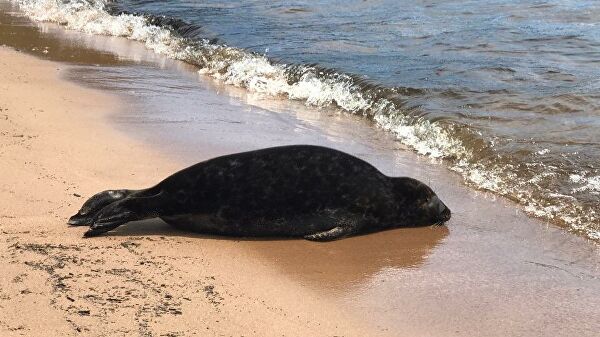 Специалисты обеспокоены судьбой нерп в Финском заливе и Ладоге Специалисты обеспокоены судьбой нерп в Финском заливе и Ладоге