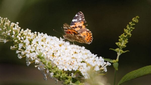 В Москве проснулись бабочки и божьи коровки В Москве проснулись бабочки и божьи коровки