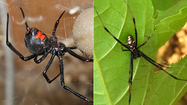 Размножение с риском для жизни. Когда партнер ведет себя как чудовище