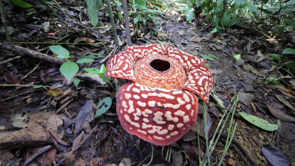 Ученые обнаружили один из крупнейших в мире &laquo;цветов-монстров&raquo;