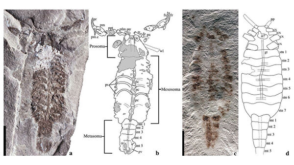 Ученые выяснили, какое животное первым вышло из моря на сушу