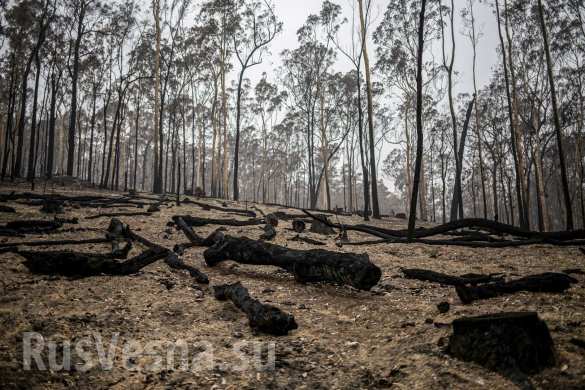 Чудовищные пожары: дым виден из космоса, миллиард животных погиб в Австралии (ФОТО, ВИДЕО)