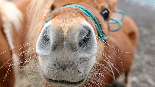 Глава Саратова прокомментировал ситуацию с издевательством над пони Глава Саратова прокомментировал ситуацию с издевательством над пони